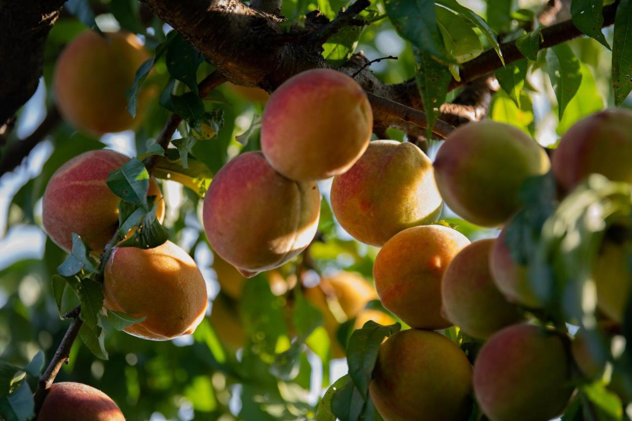 Ecogranja Sierra Hermosa Cecenas ภายนอก รูปภาพ